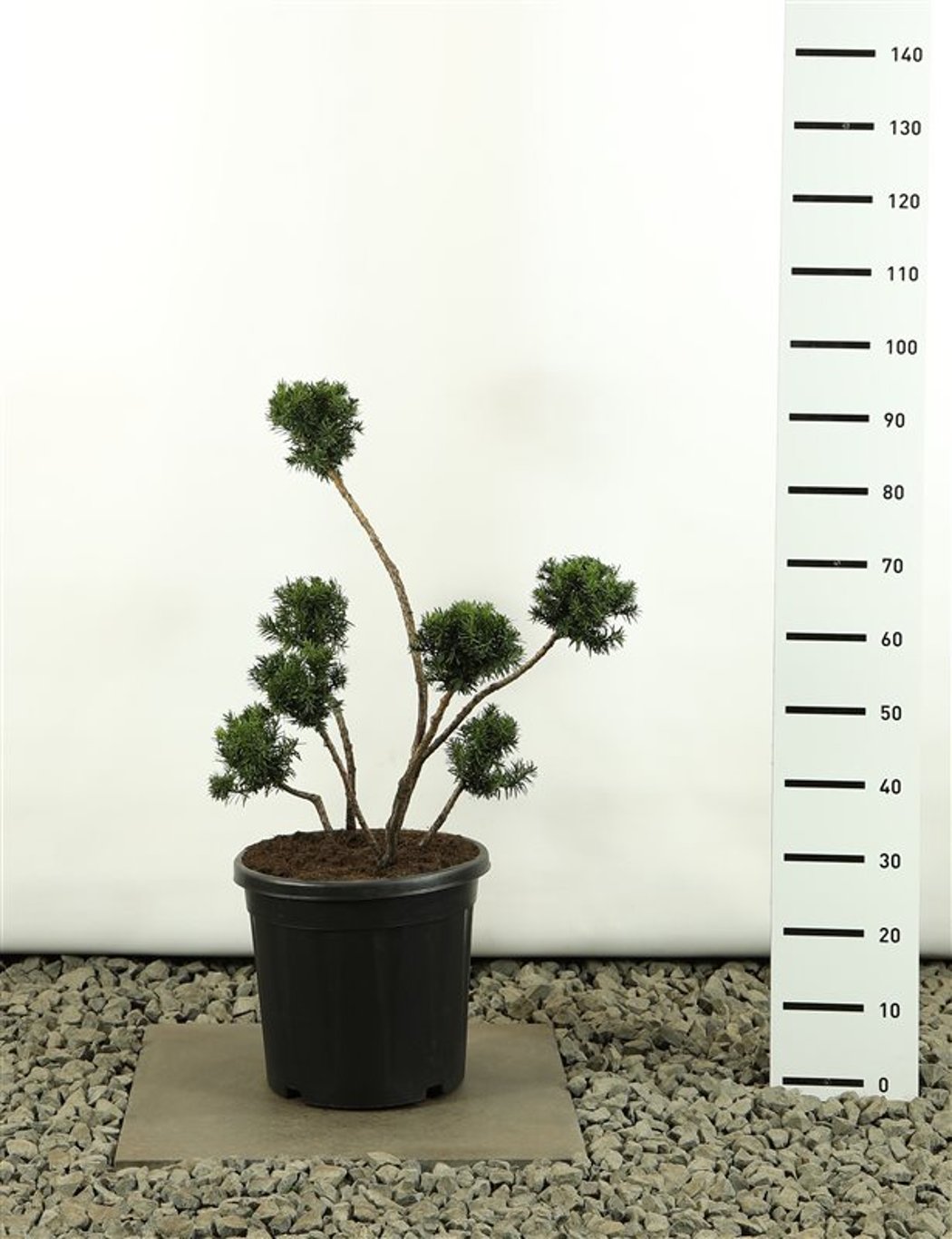 Taxus media 'Farmen' - 60-80 CM PonPon Cont.